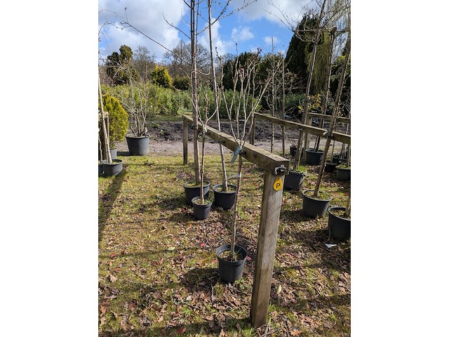 Partij tuinbomen in pot - afbeelding 26 van  64