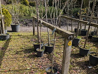 Partij tuinbomen in pot - afbeelding 26 van  64