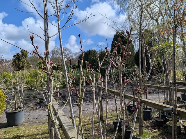Partij tuinbomen in pot - afbeelding 27 van  64