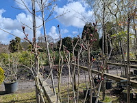 Partij tuinbomen in pot - afbeelding 27 van  64