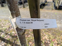 Partij tuinbomen in pot - afbeelding 28 van  64