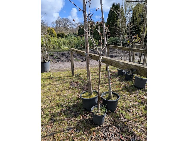 Partij tuinbomen in pot - afbeelding 29 van  64