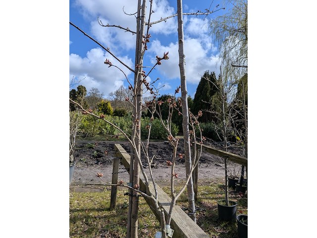 Partij tuinbomen in pot - afbeelding 30 van  64