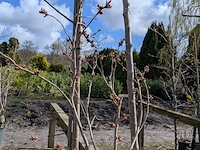 Partij tuinbomen in pot - afbeelding 30 van  64