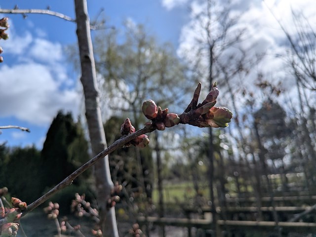 Partij tuinbomen in pot - afbeelding 31 van  64