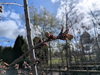 Partij tuinbomen in pot - afbeelding 31 van  64