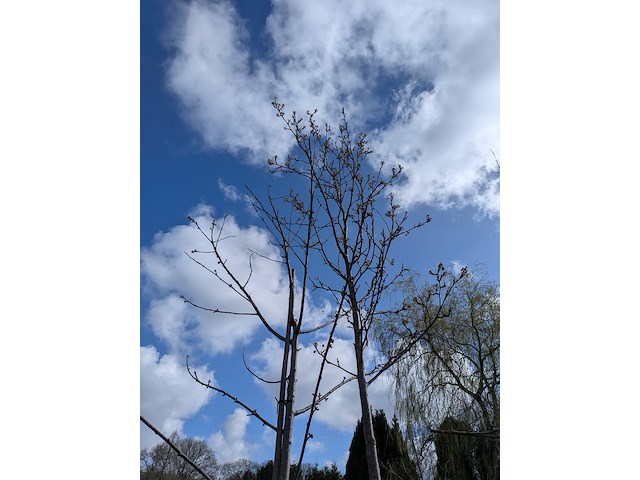 Partij tuinbomen in pot - afbeelding 32 van  64