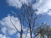 Partij tuinbomen in pot - afbeelding 32 van  64