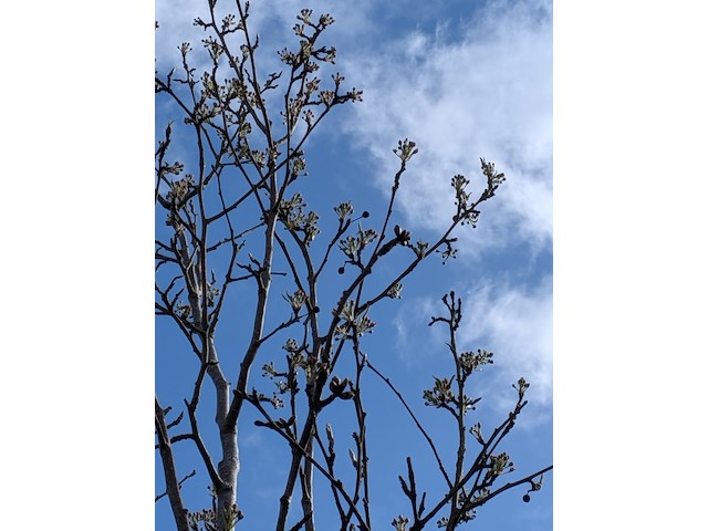 Partij tuinbomen in pot - afbeelding 33 van  64