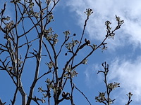 Partij tuinbomen in pot - afbeelding 33 van  64