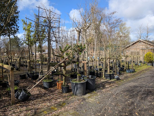 Partij tuinbomen in pot - afbeelding 23 van  64