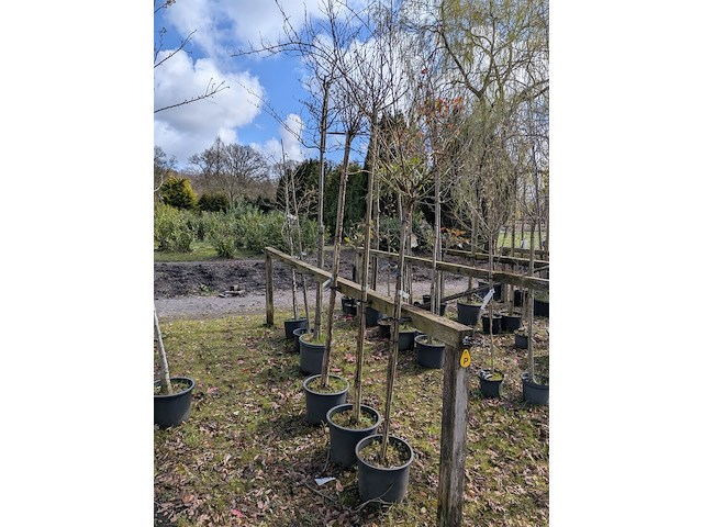 Partij tuinbomen in pot - afbeelding 35 van  64