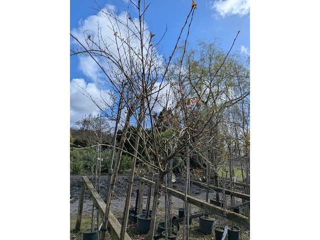 Partij tuinbomen in pot - afbeelding 36 van  64