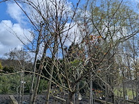 Partij tuinbomen in pot - afbeelding 36 van  64