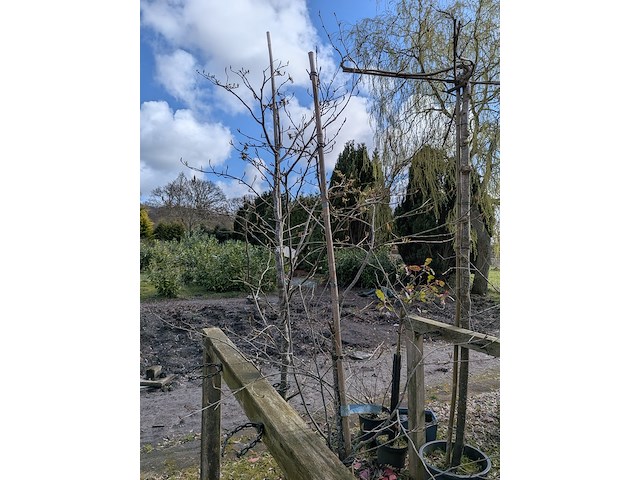 Partij tuinbomen in pot - afbeelding 37 van  64