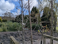 Partij tuinbomen in pot - afbeelding 37 van  64