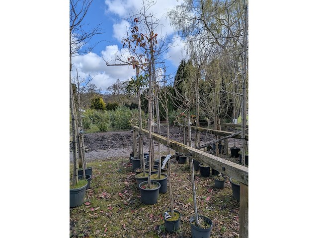 Partij tuinbomen in pot - afbeelding 38 van  64