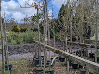 Partij tuinbomen in pot - afbeelding 38 van  64