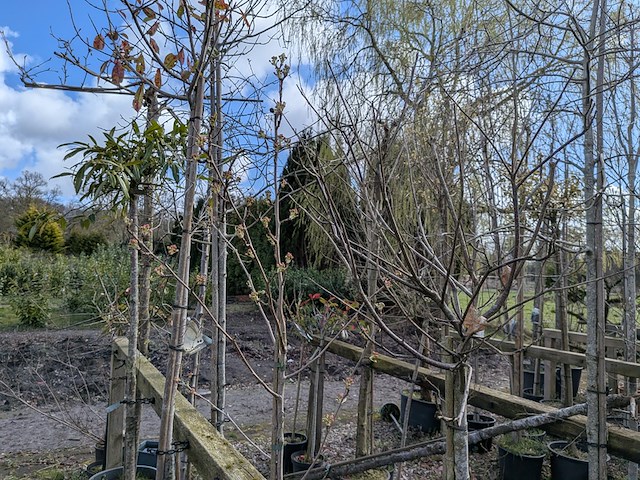 Partij tuinbomen in pot - afbeelding 39 van  64