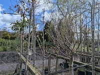 Partij tuinbomen in pot - afbeelding 39 van  64