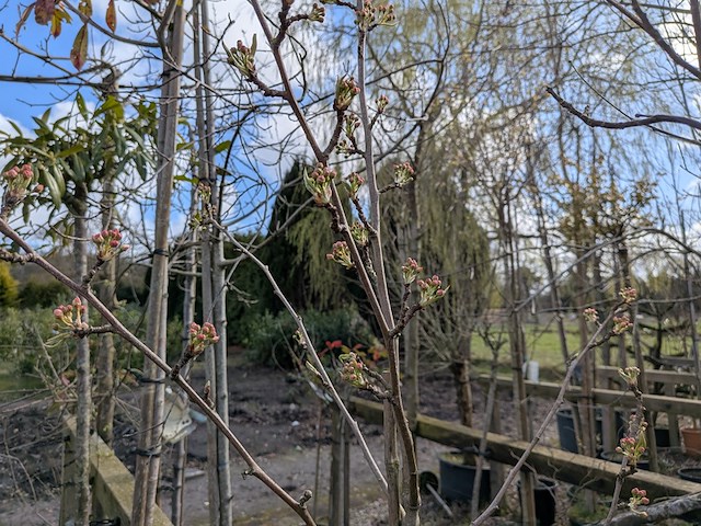 Partij tuinbomen in pot - afbeelding 40 van  64