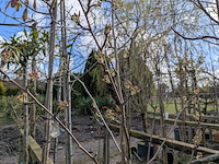 Partij tuinbomen in pot - afbeelding 40 van  64