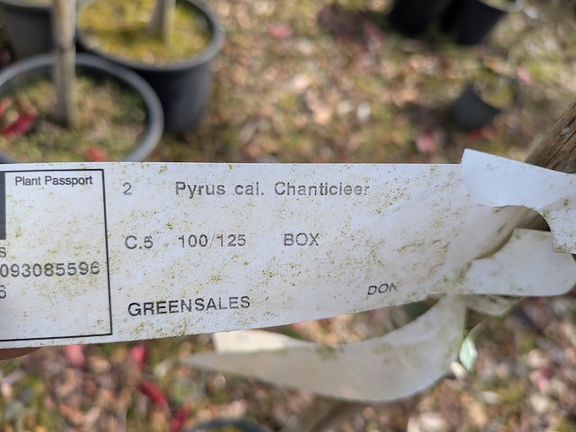 Partij tuinbomen in pot - afbeelding 41 van  64