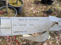 Partij tuinbomen in pot - afbeelding 41 van  64