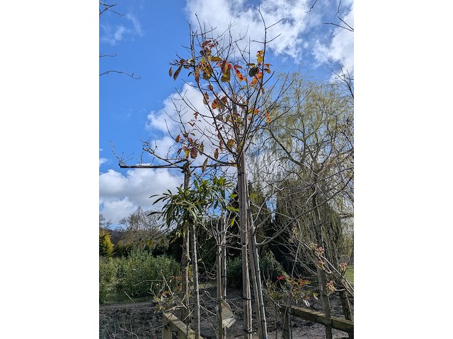 Partij tuinbomen in pot - afbeelding 42 van  64