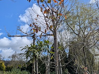 Partij tuinbomen in pot - afbeelding 42 van  64
