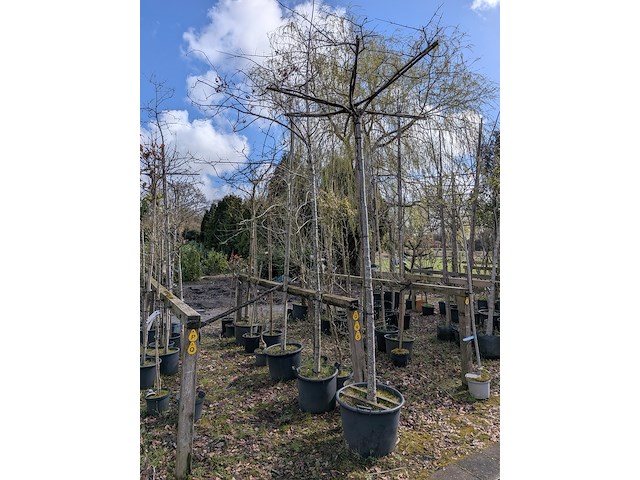 Partij tuinbomen in pot - afbeelding 43 van  64