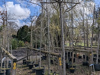 Partij tuinbomen in pot - afbeelding 43 van  64