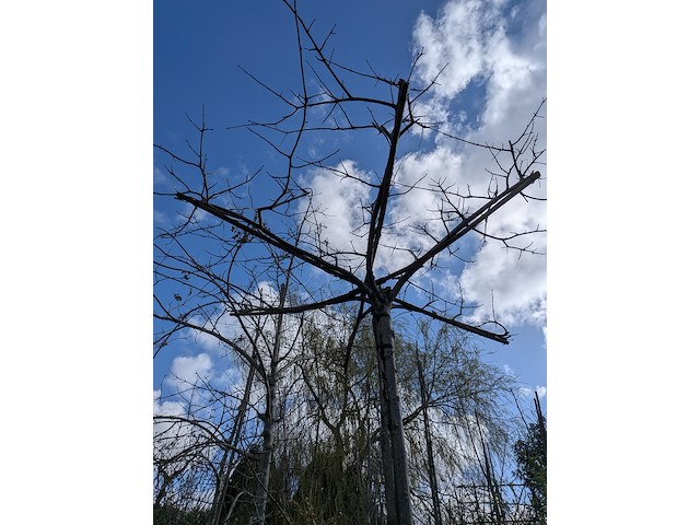 Partij tuinbomen in pot - afbeelding 44 van  64