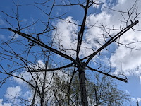 Partij tuinbomen in pot - afbeelding 44 van  64