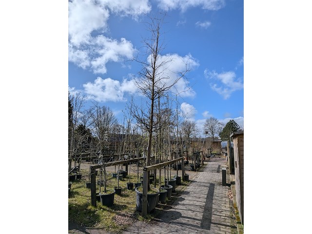 Partij tuinbomen in pot - afbeelding 34 van  64