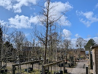 Partij tuinbomen in pot - afbeelding 34 van  64