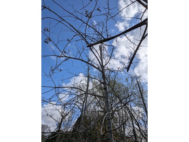 Partij tuinbomen in pot - afbeelding 46 van  64