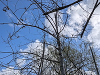 Partij tuinbomen in pot - afbeelding 46 van  64