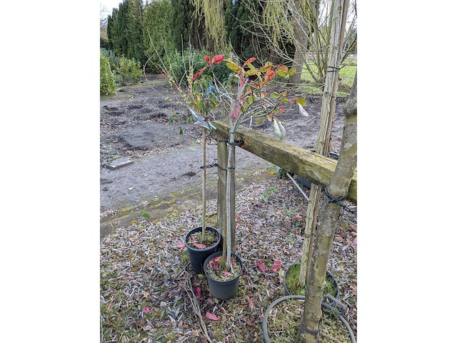 Partij tuinbomen in pot - afbeelding 47 van  64