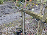 Partij tuinbomen in pot - afbeelding 47 van  64