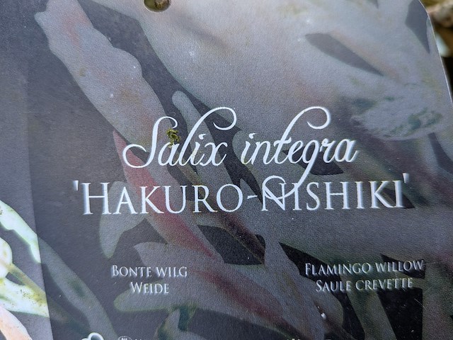 Partij tuinbomen in pot - afbeelding 48 van  64