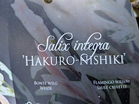 Partij tuinbomen in pot - afbeelding 48 van  64