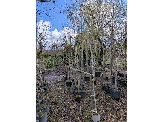 Partij tuinbomen in pot - afbeelding 49 van  64