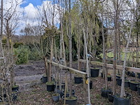 Partij tuinbomen in pot - afbeelding 49 van  64