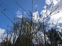 Partij tuinbomen in pot - afbeelding 50 van  64