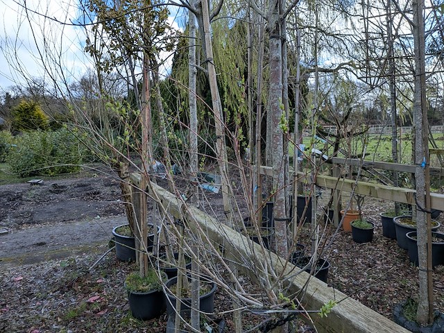Partij tuinbomen in pot - afbeelding 51 van  64
