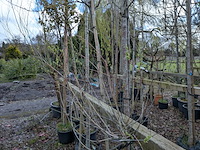 Partij tuinbomen in pot - afbeelding 51 van  64