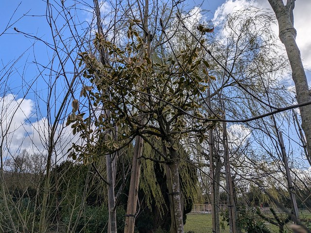 Partij tuinbomen in pot - afbeelding 52 van  64