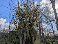 Partij tuinbomen in pot - afbeelding 52 van  64