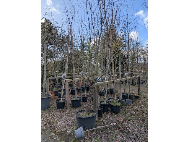 Partij tuinbomen in pot - afbeelding 53 van  64